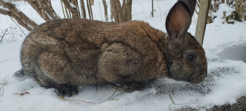 Królik samiec 3,5kg