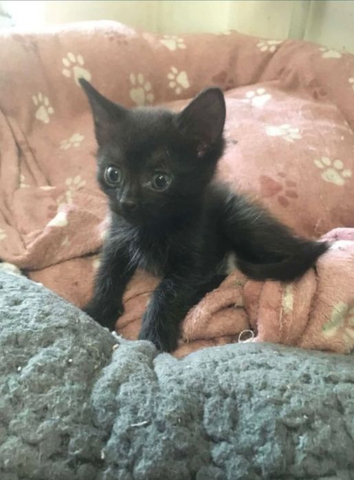 Кошенята віддам