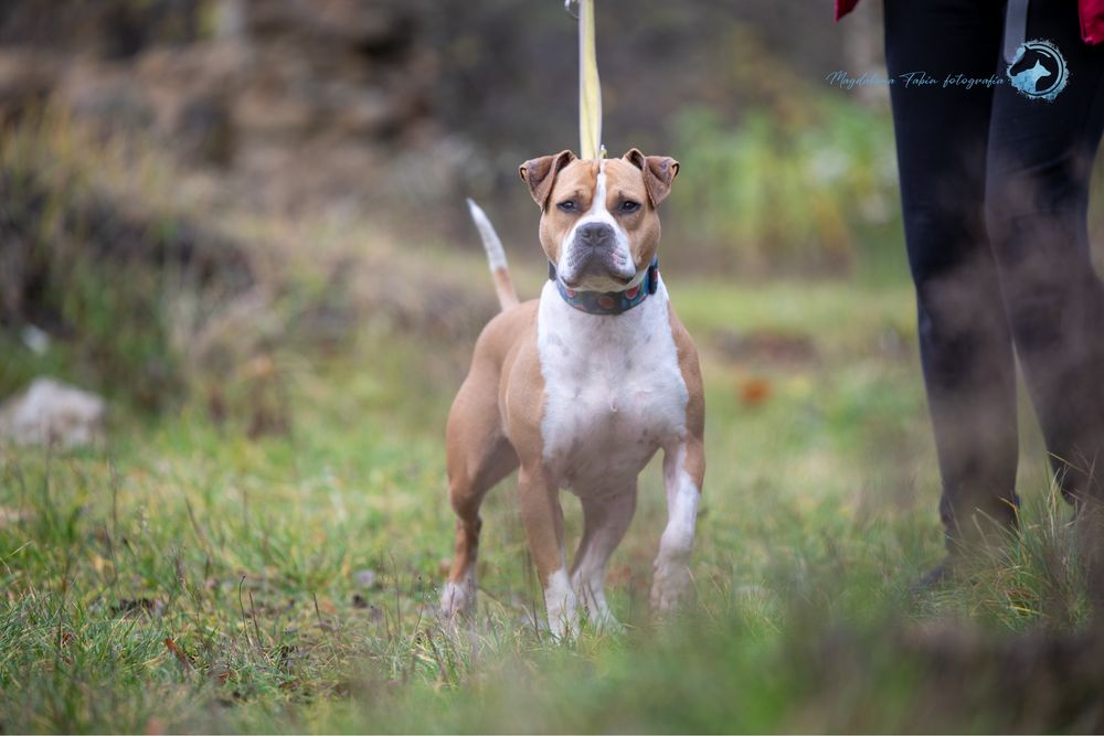 Amstaff dla miłośników rasy. Mądra, ułożona i wysportowana suczka.