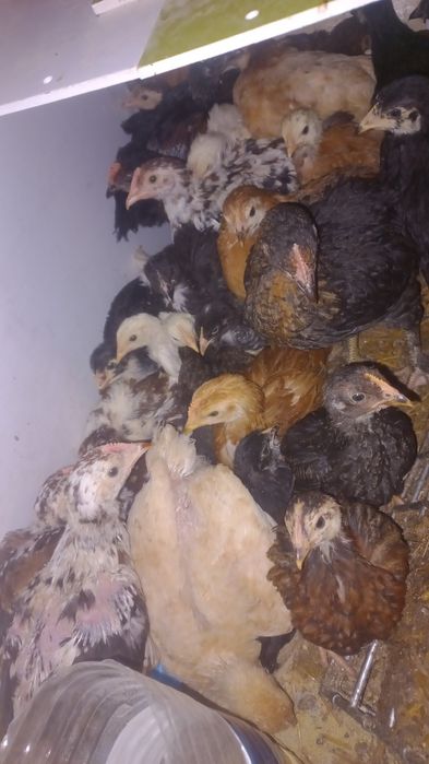 Frangos de várias raças cruzadas