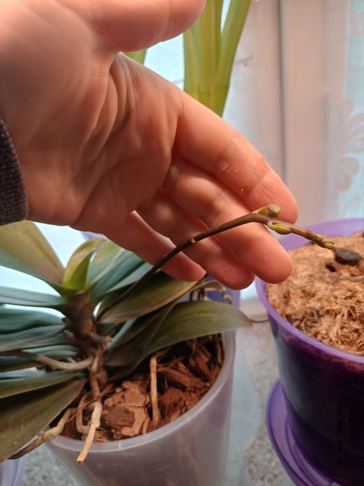 Орхидея ароматная