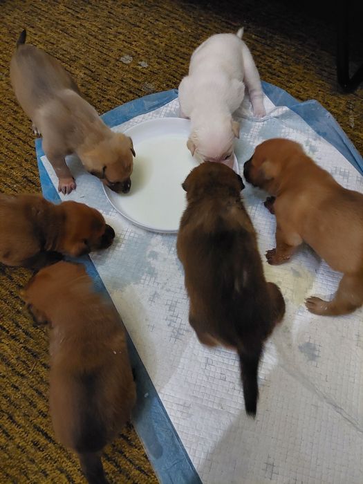 Продам  шарпей помість