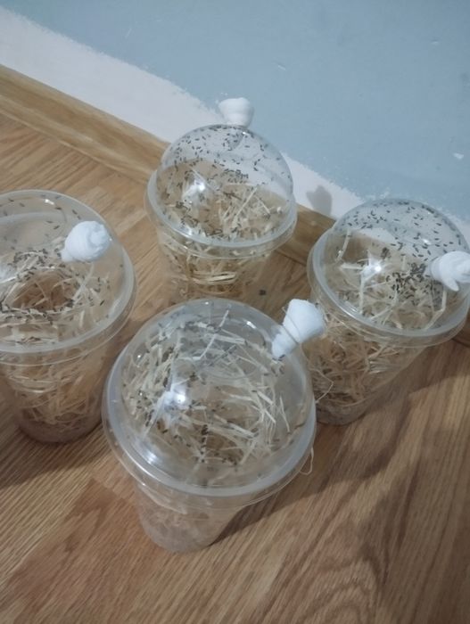 3 x Drosophila melanogaster 
Muszki owocówki 
Nieloty