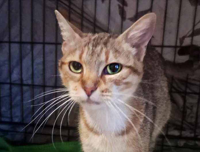 Неймовірно ласкава і мила киця Лейла шукає дім, 1.5 р, кішка, кошка