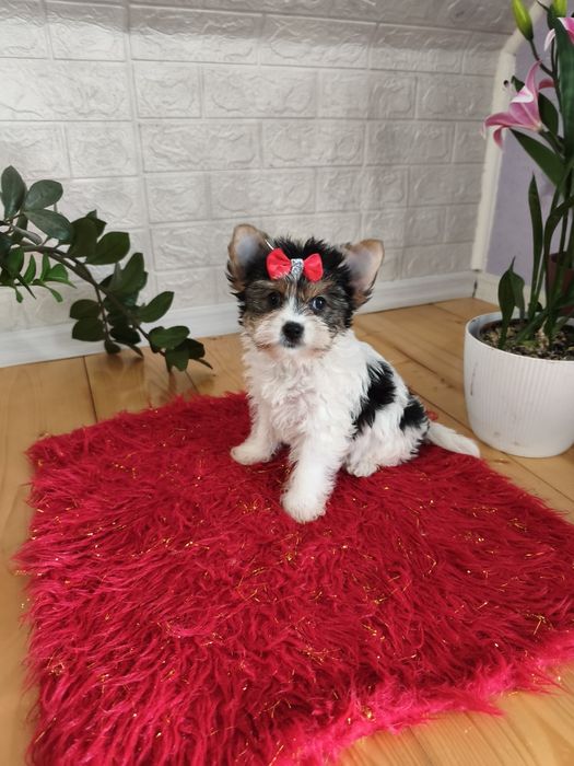 Yorkshire terrier biewier urocza sunia