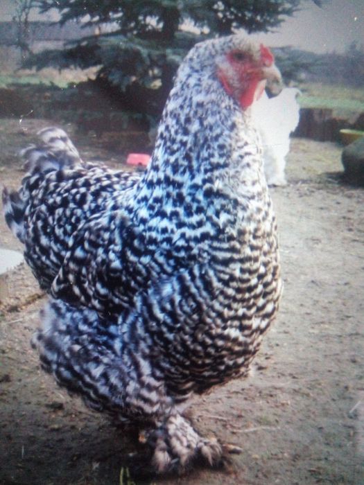 Кури Брама-інкубаційні яйця