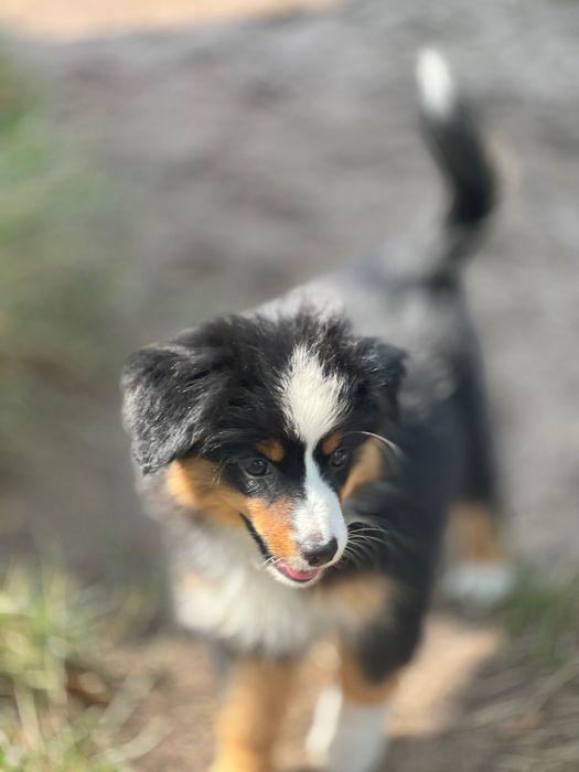 Miniaturowy Owczarek Amerykański (Mini Aussie) – wyjątkowy piesek Black Tri