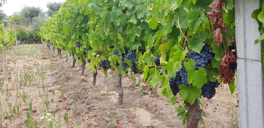 Uvas para vinho DE excelente qualidade