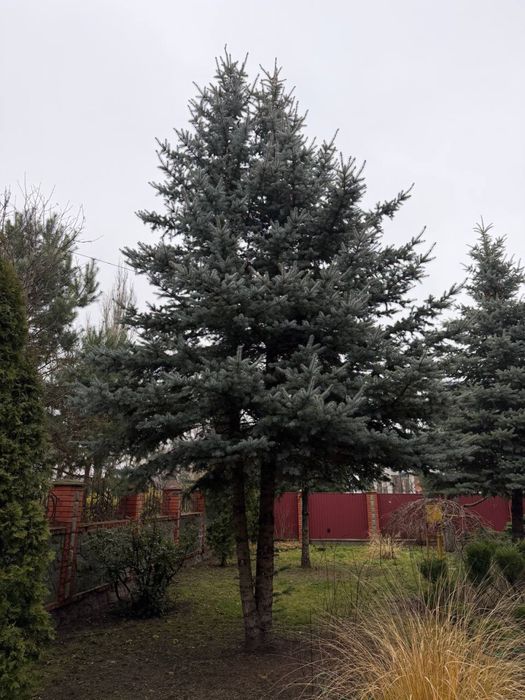 Елка сосна живая