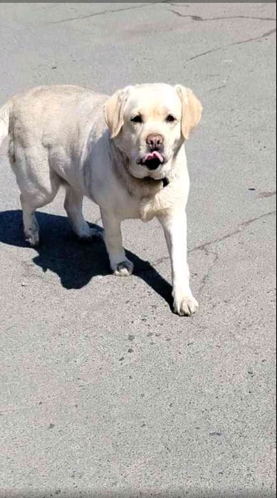 дівчинка безкоштовно