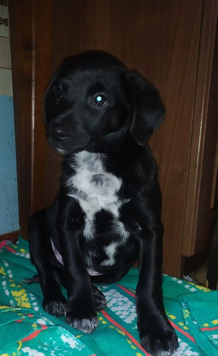 Цуценя  спаніеля