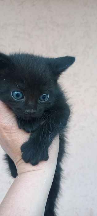 Кошенятка безкоштовно