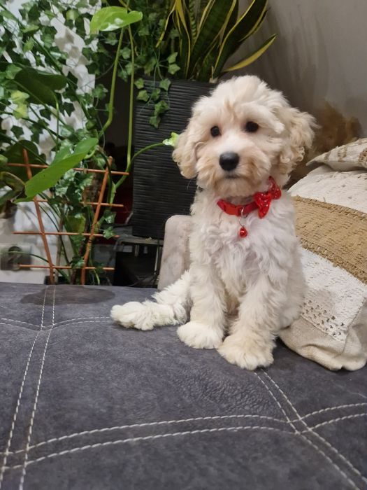 Suczka cockapoo f1b suczka