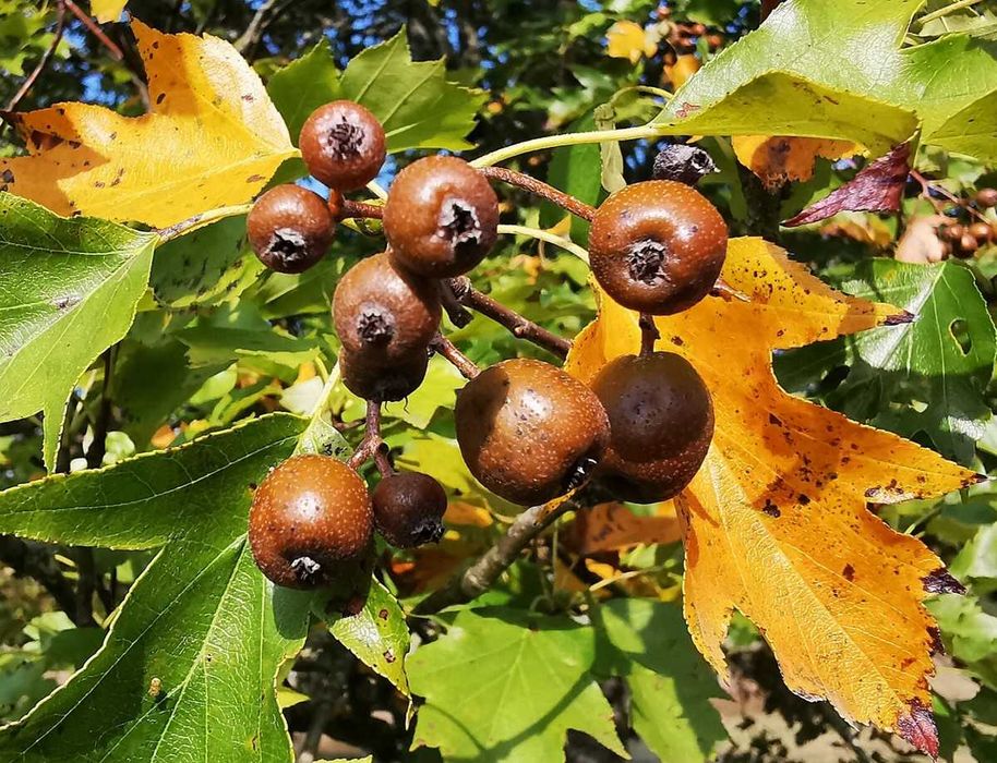 Азиміна, Бамбук обмін на Горіхи, Берека, Еводія
