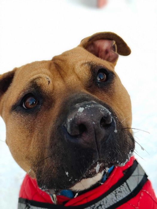 ARIA - Schronisko dla Zwierząt w Ostródzie