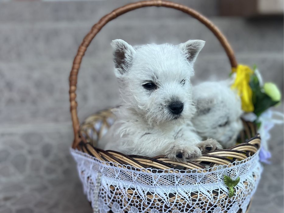 Милі хлопчики вестики