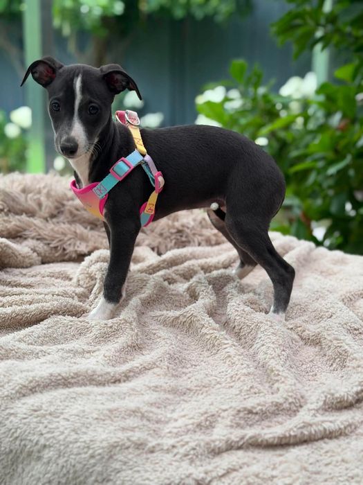 Whippet chart suczka