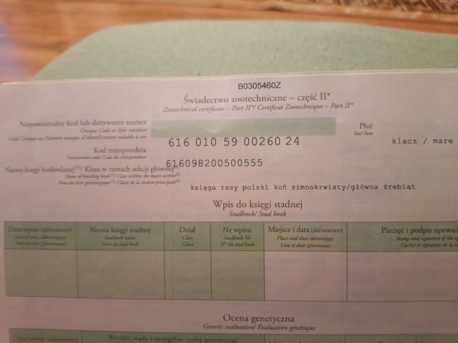 Klacz zimnokrwista