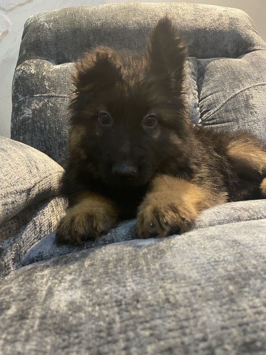 Owczarek niemiecki długowłosy chłopak 4 mce