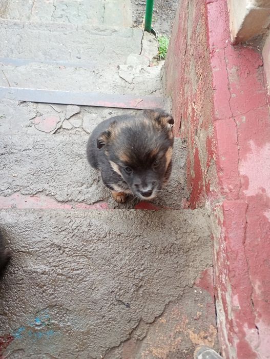 Віддам цуценят безкоштовно