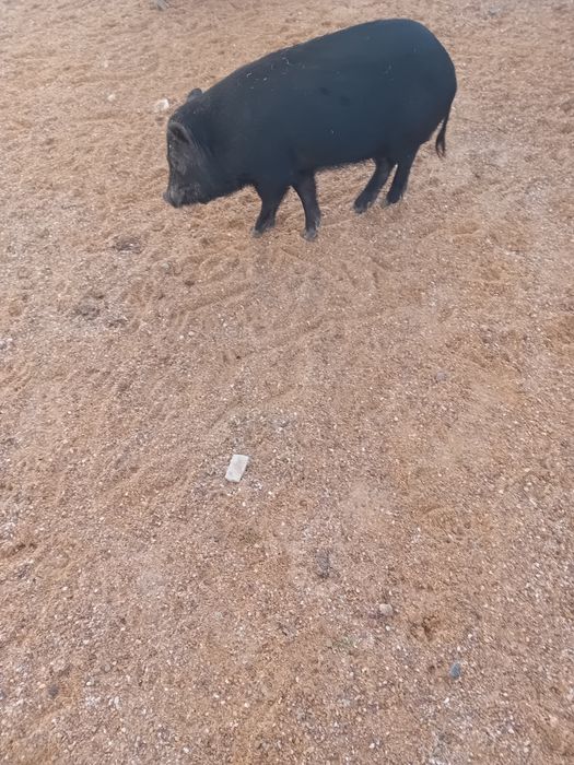 Porquinha Anão de estimação para adoção responsavel