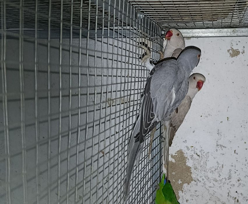 Ring neck cinzentos e verdes