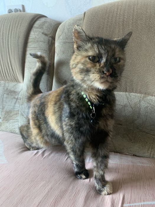 Стерилизованая Кошка в хорошие руки