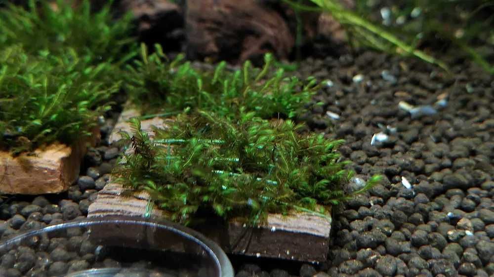 Fissidens Splachnobryoides