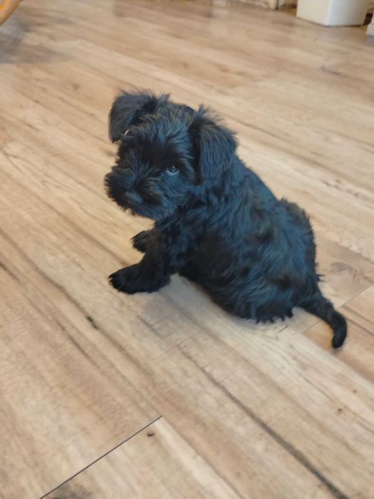 Sznaucer Miniaturowy