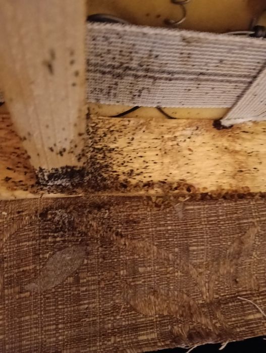 DEZYNSEKCJA  pluskwy karaluchy