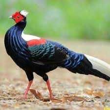 Продам декоративних фазанів