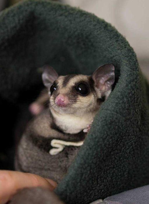 Lotopałanka młoda - samiec , samica Lotopałanki