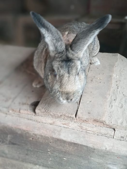 Продам або обміняю кролика