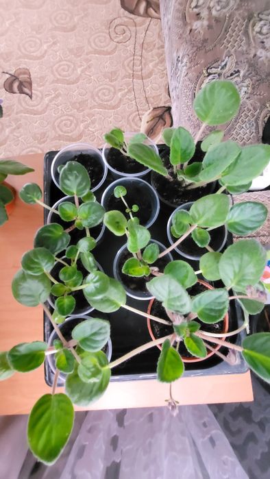 Продам  фіалки !