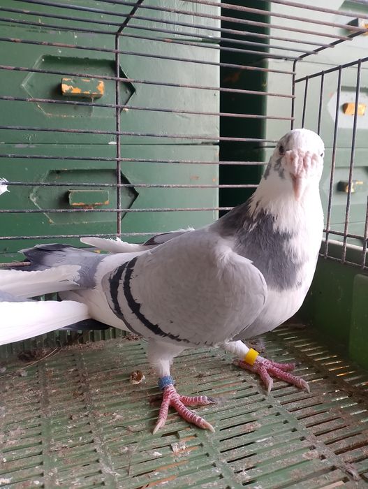 Sprzedam gołębie staropolskie para parzysta