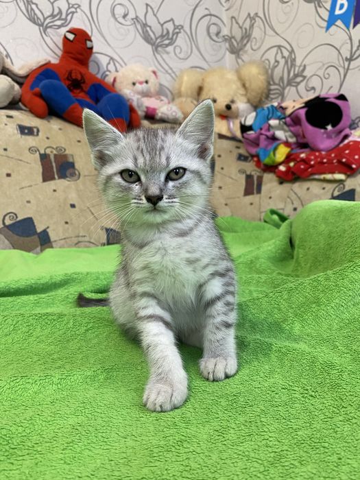 Отдам в хорошие руки. Котята приучены к лотку.