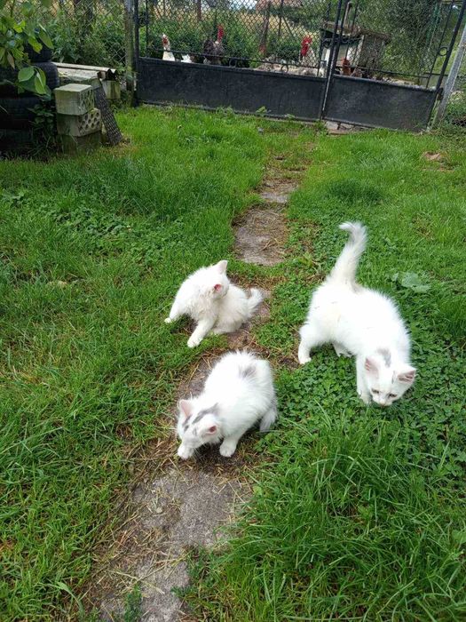 Віддам кошенят (хлопчики)