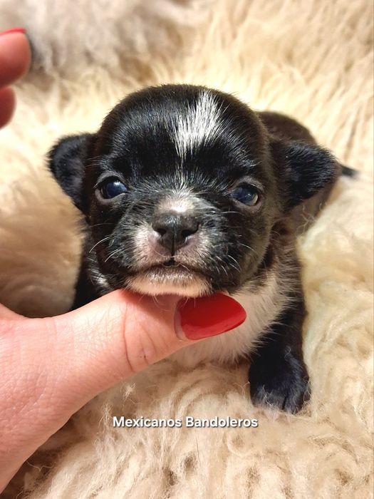 NAJPIĘKNIEJSZY MINI KRÓLEWICZ chihuahua. Krótkowłoy chłopczyk !