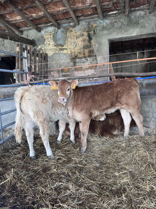 Lote vitelas cx carne