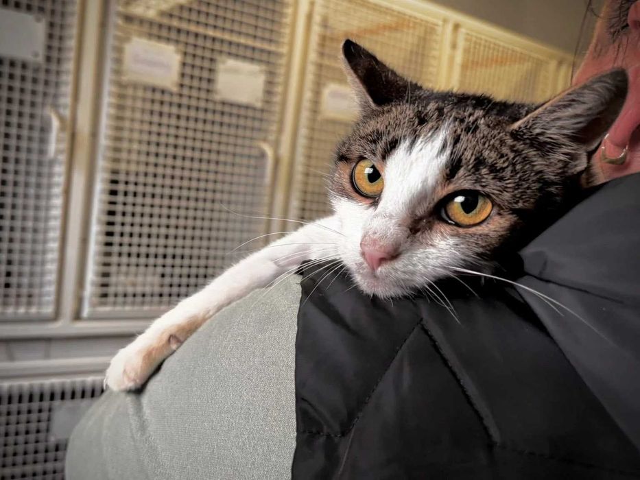 Przyjaciółka - kotka o hipnotyzujących oczach