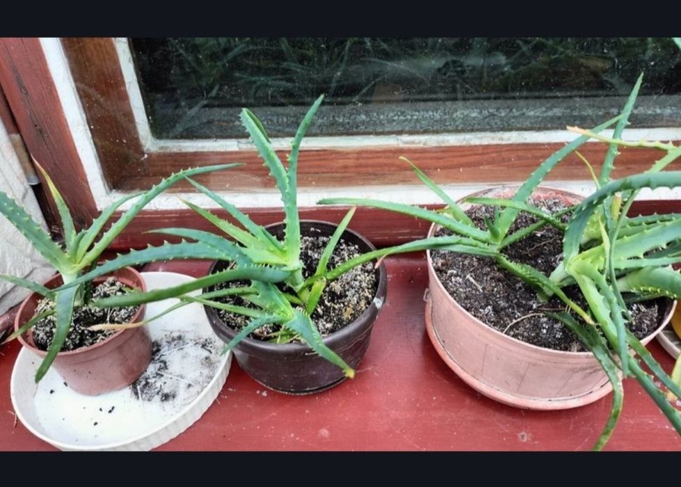 Kwiat / kwiatek - Aloe arborescens (aloes drzewiasty)