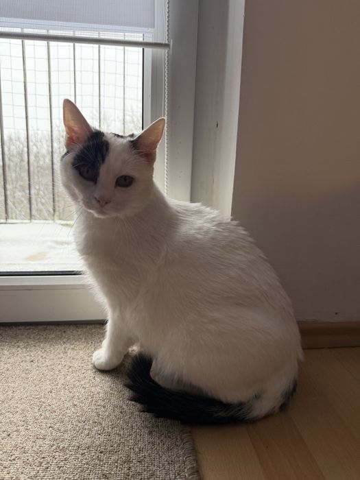 Kotka oddam za darmo