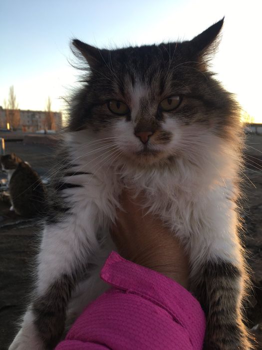 Стерилизована, спасите