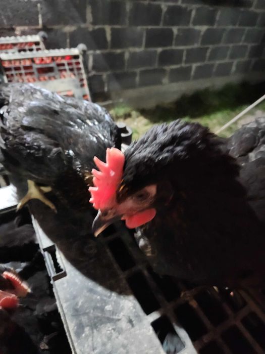 Kury nioski Rosa i Tetra z pierwszym jajkiem. Dowóz Gratis.Zapraszam.