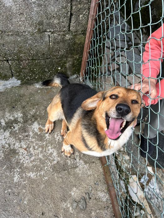 Cão raçado pastor alemão para Adoção