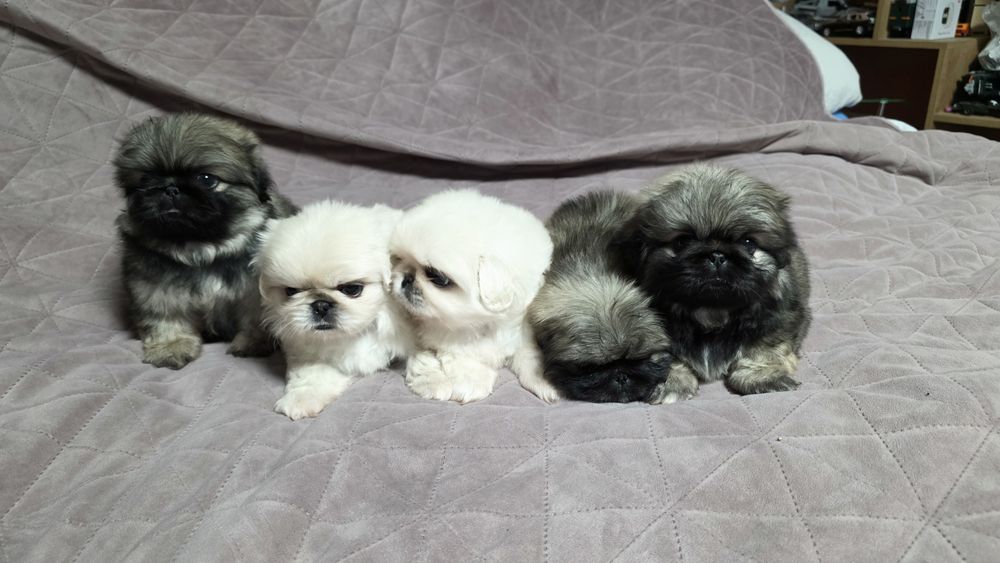 Королівський пікінес