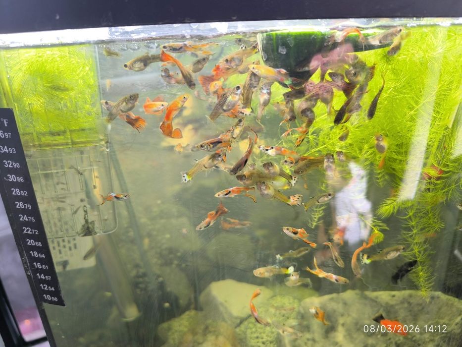 Peixes de aquário guppys.