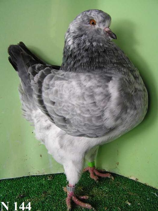 King, Kingi, Gołębie samiec