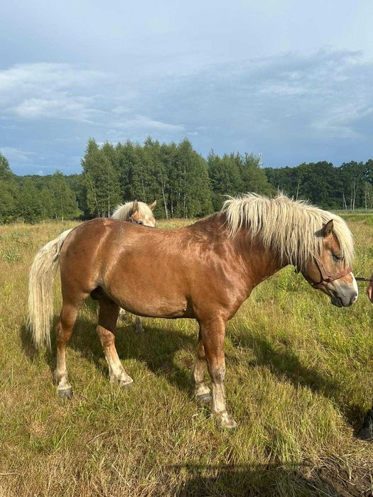 Ogier haflinger na sprzedaż z licencją