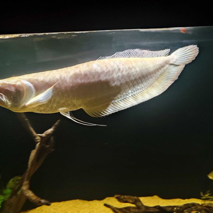 Arowana srebrna albino 40-50 cm